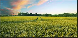 Shape Your Future with a Dual Degree in Agricultural Science and Business at Murdoch University